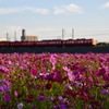 三河線と秋桜