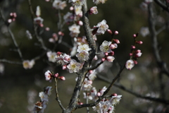 佐布里緑と花のふれあい公園