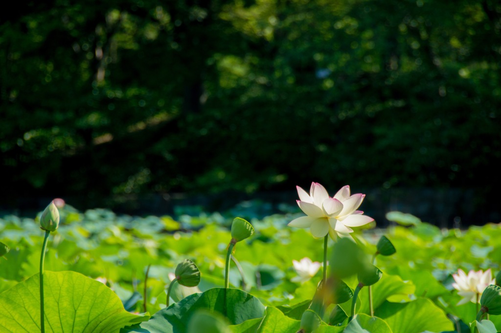 蓮の花