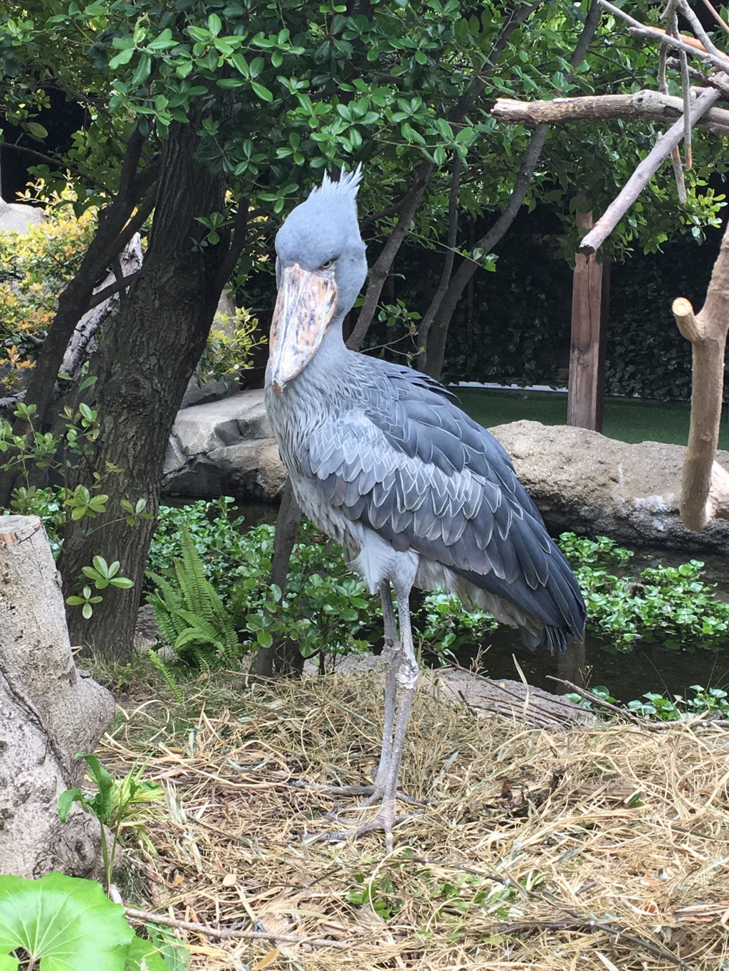 はしびろこうさん