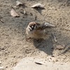 寒い日の雀はまるまるしてて可愛い