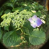 紫陽花