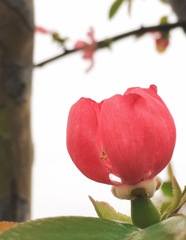 たしか、ボケの花