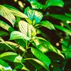 紫陽花の葉っぱ