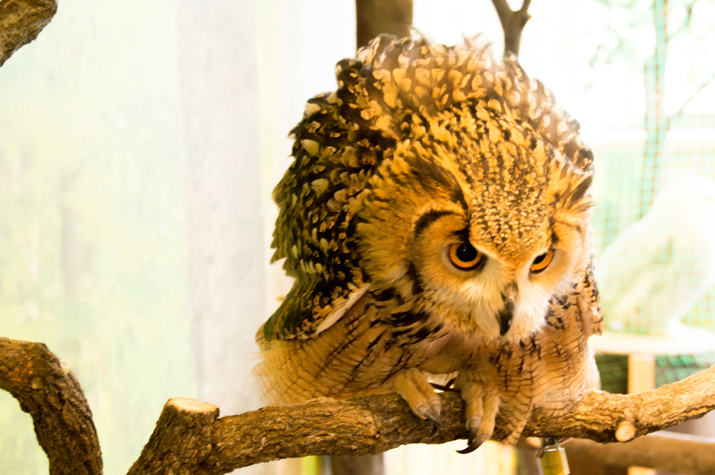 倉敷　フクロウの森