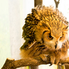 倉敷　フクロウの森