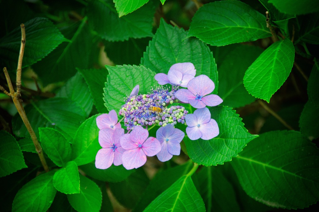 紫陽花