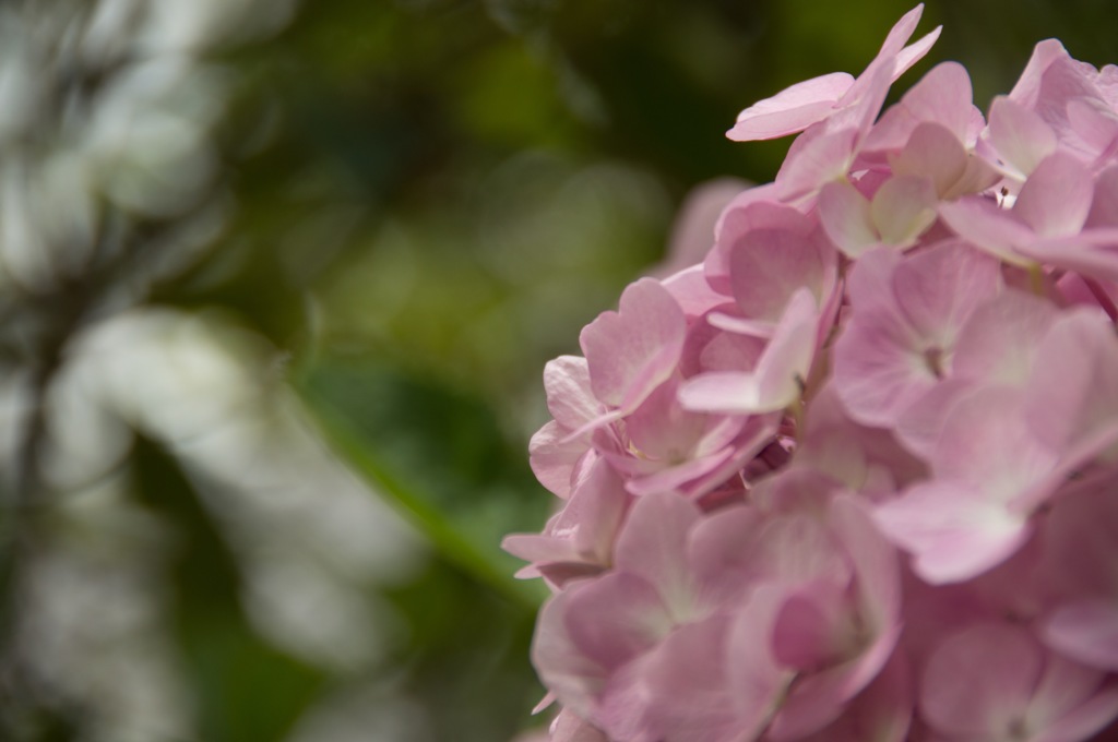紫陽花