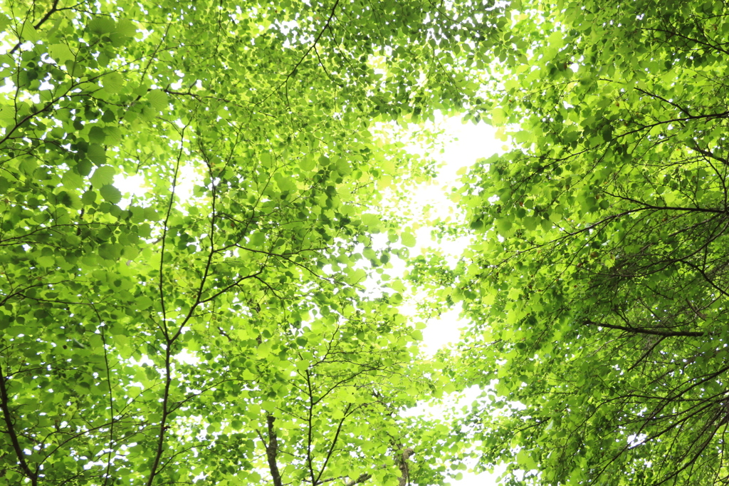 木漏れ日の下で