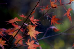 IMG_4080
