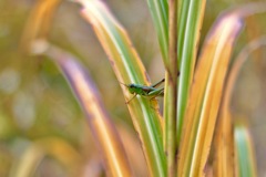IMG_4034