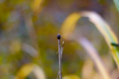 IMG_4038