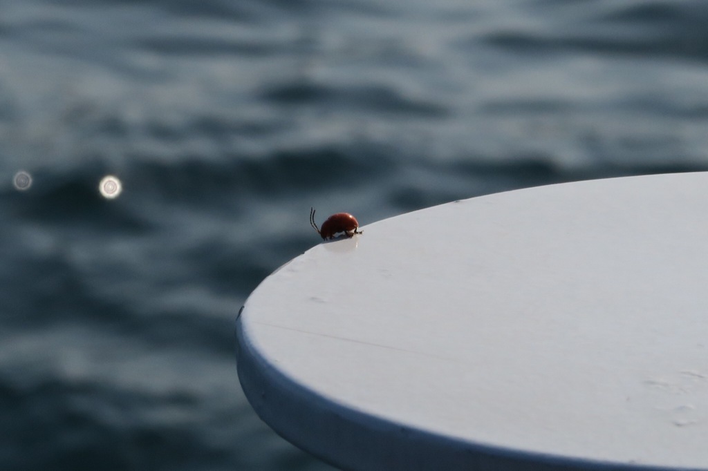 クルージングてんとう虫