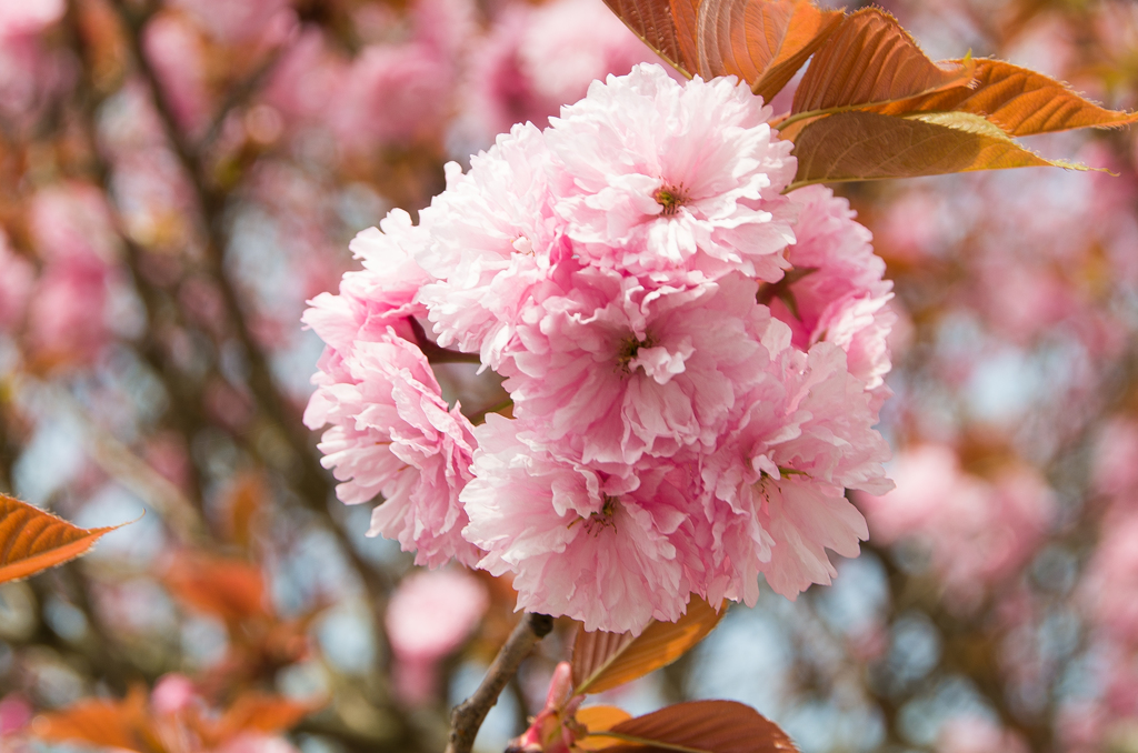 八重桜