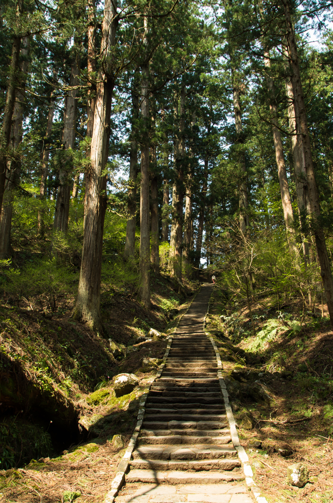 羽黒山 杉並木