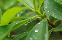 雫