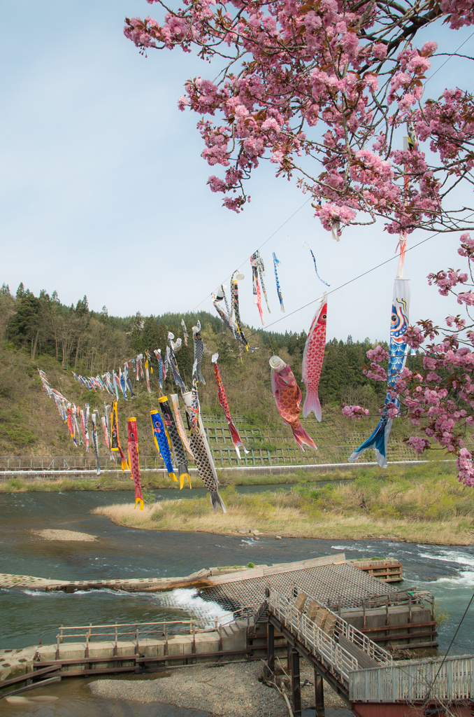 八重桜と鯉