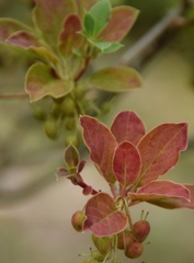 葡萄色、大好き♪