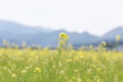 春を求めて、県北へ♪