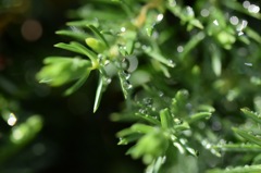 自然界は魅惑的。