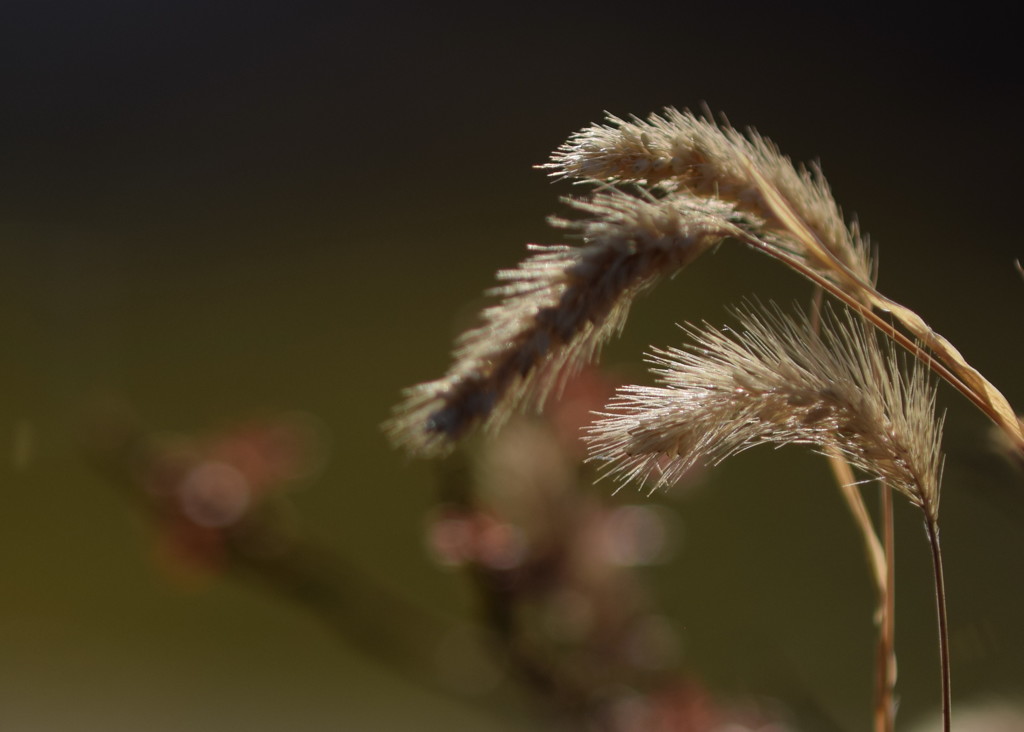 秋の終わりにキミをみつけた。