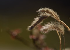 秋の終わりにキミをみつけた。