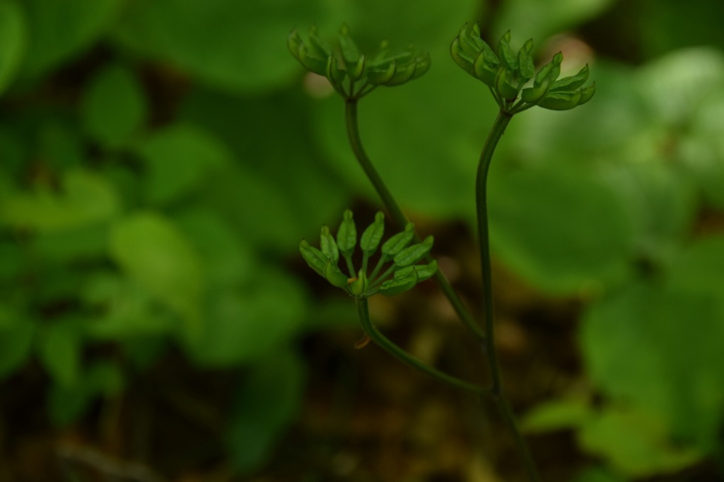 おかれた場所で力強く生きる君。