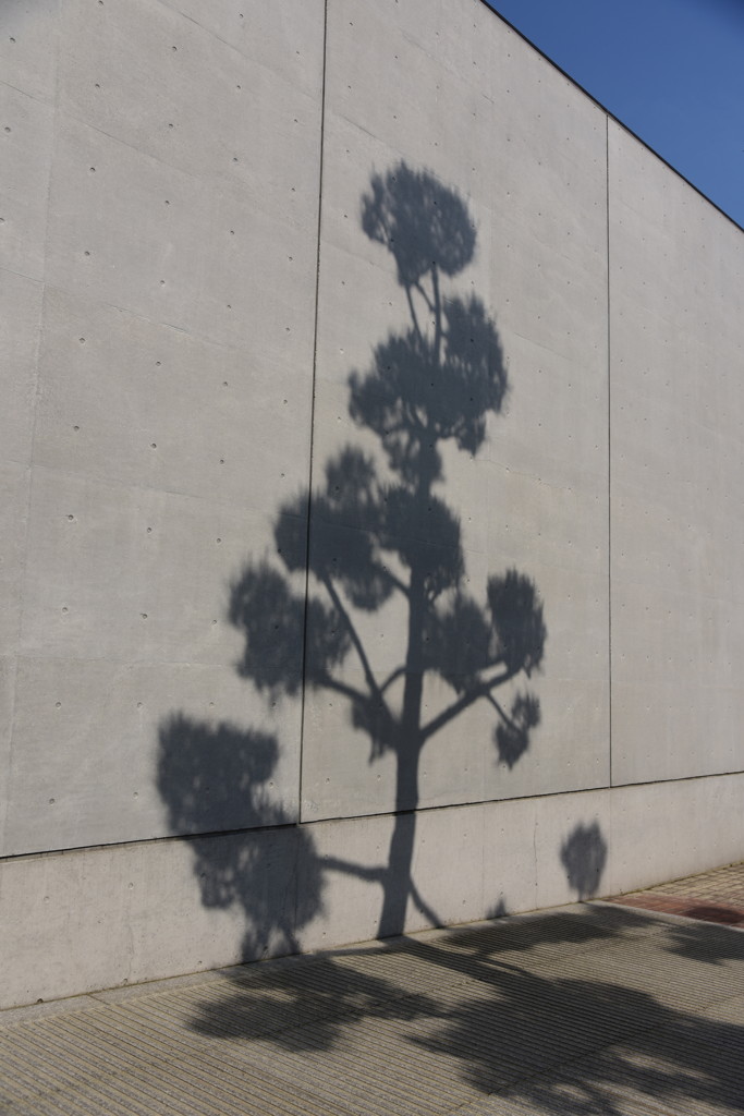 ちょっと　シャシン　を追求してみたり…♪