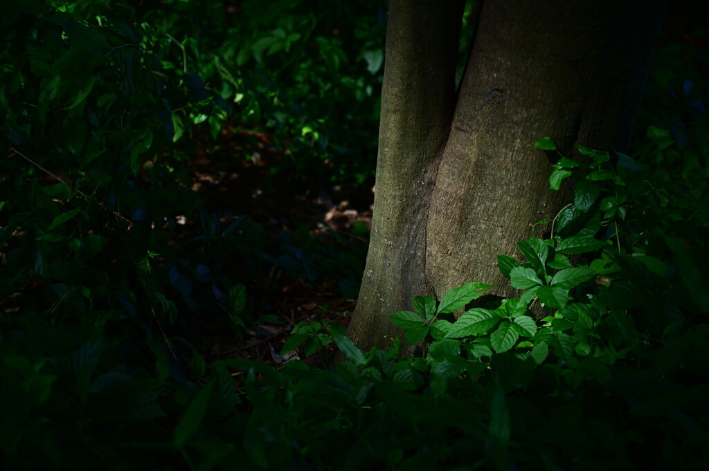 霞城公園　３