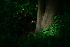 霞城公園　３