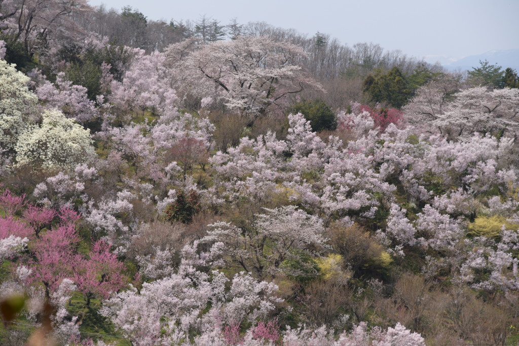 花見山
