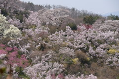 花見山