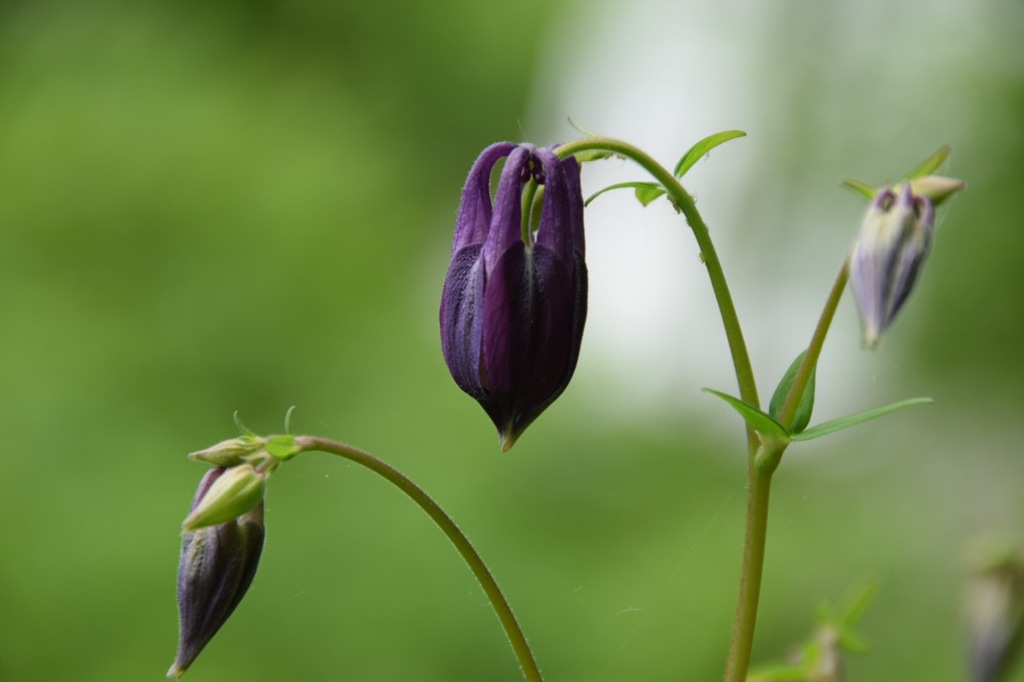 蕾を見つけると気持ちがシャンとします。