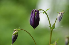 蕾を見つけると気持ちがシャンとします。