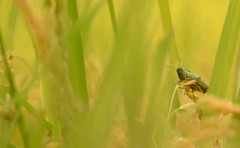 は～っ、　まったりするわ～。