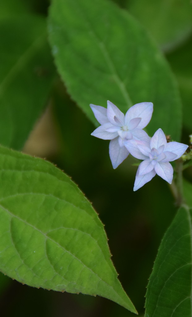かわいい髪飾り。