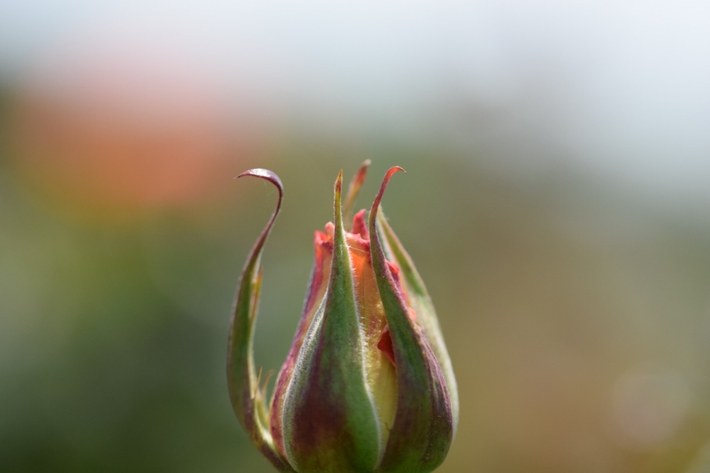 もういいかーい？もういいよー。