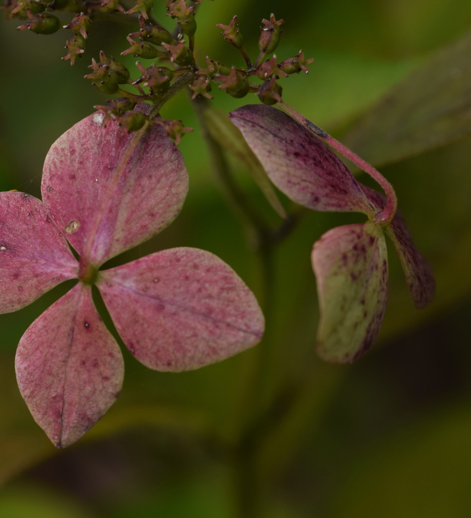 いぶし銀になるまで付き合おう。