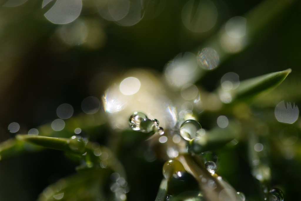 自然界は魅惑的。