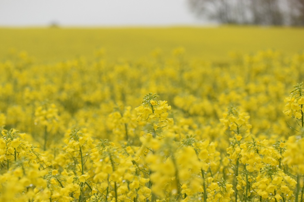 あいにくの雨ですが、ようこそ。