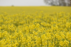 あいにくの雨ですが、ようこそ。