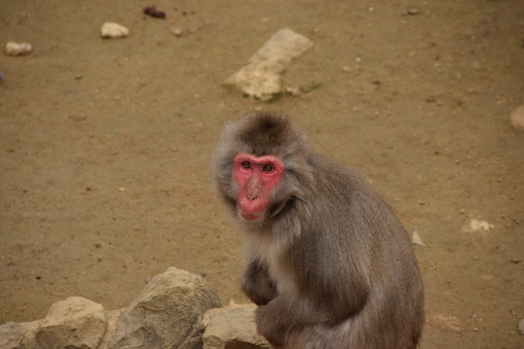 今年は世話になったな！12年後にまたな！