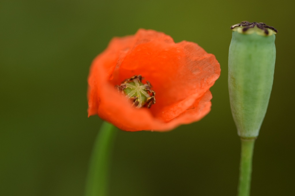 ねえ貴方…? 何だい…?