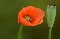 ねえ貴方…? 何だい…?