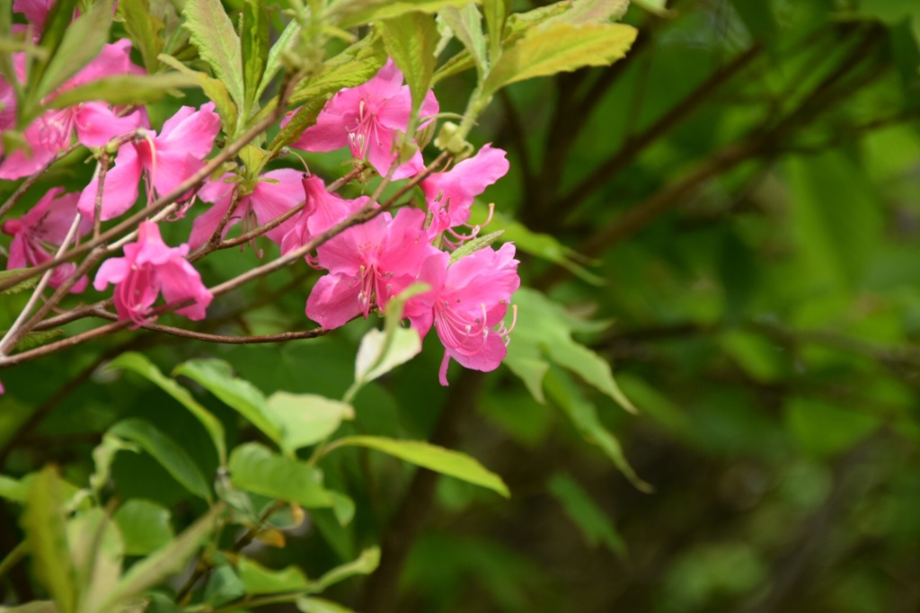 グリーン男子の中にピンク女子見つけた!