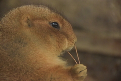 ほら！こ～んなことしたってかわいいもん♪
