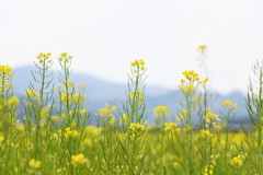 春を求めて、県北へ♪