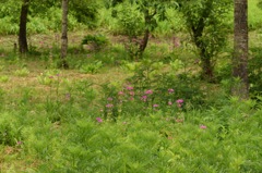 サクサクと あの人の足音。