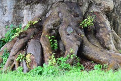 日本最大のケヤキ 樹齢1500年以上、樹高28m。