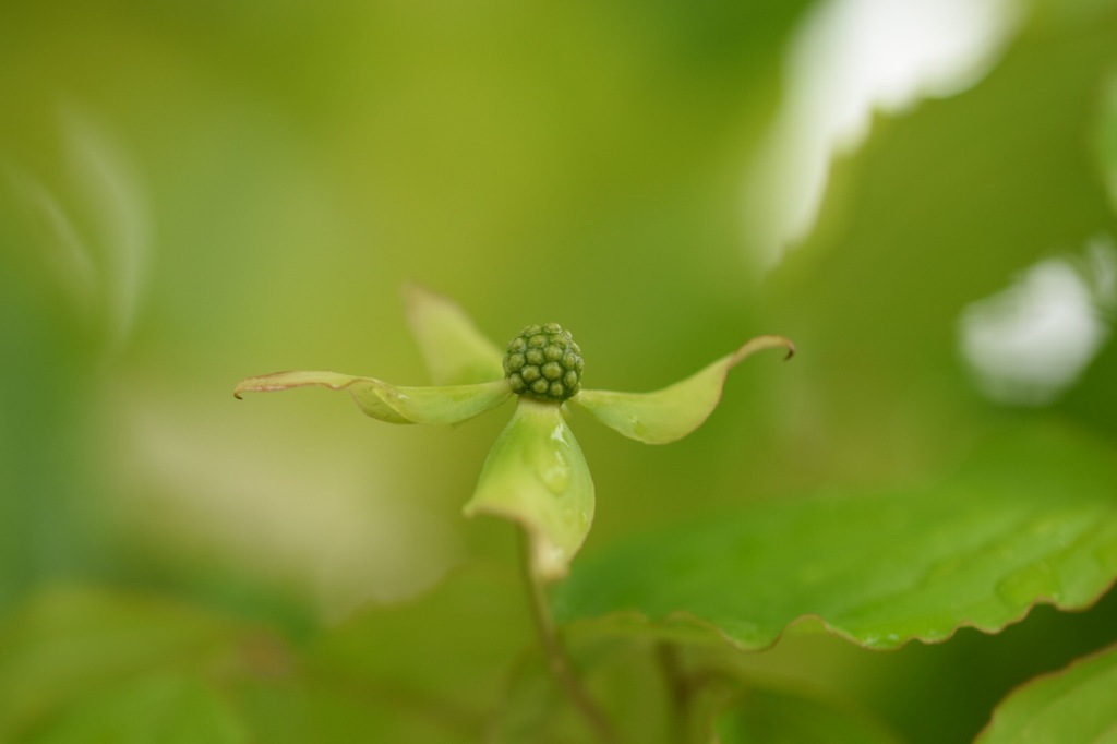 天使が舞い降りた。